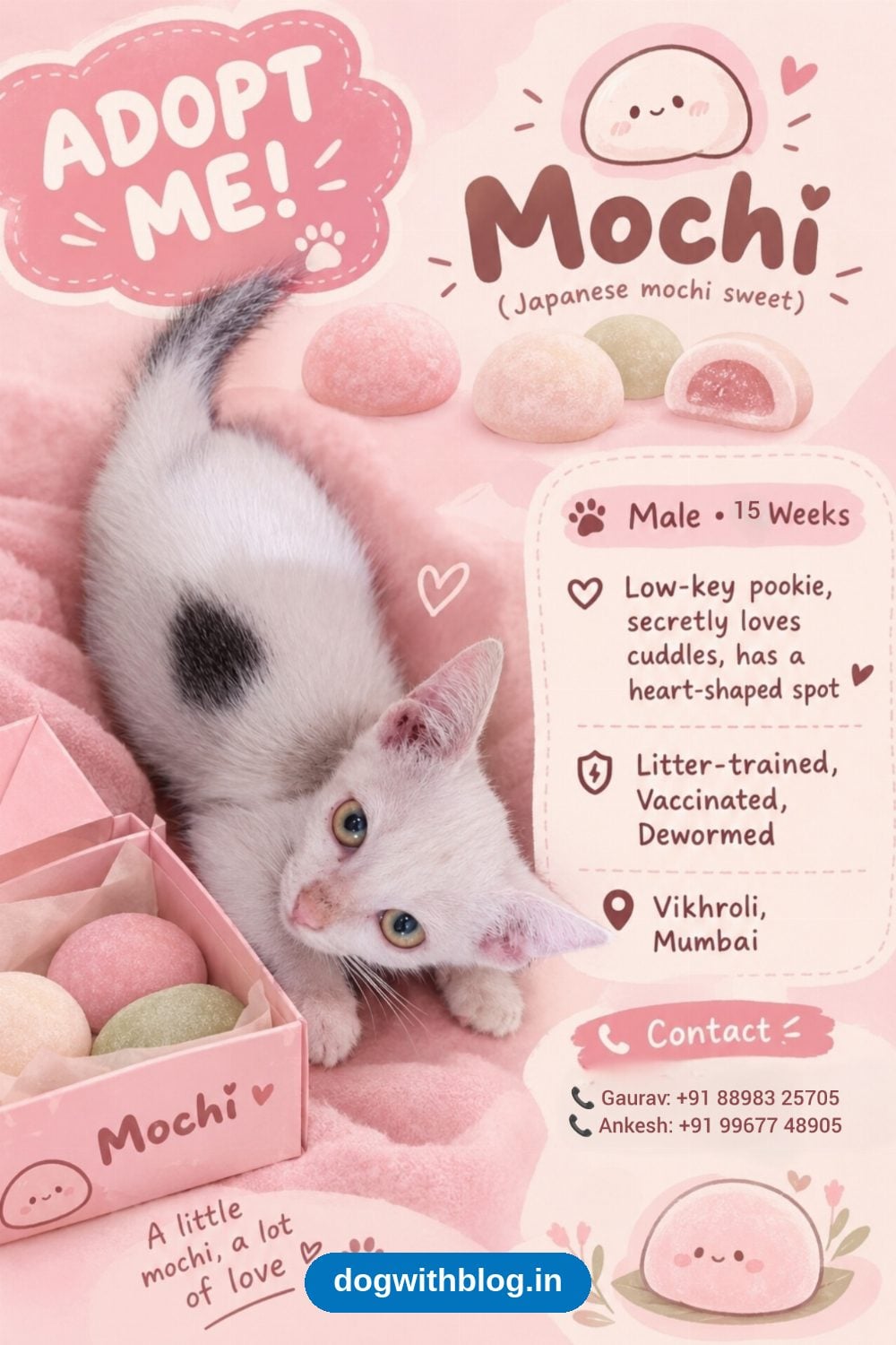 Meet Mylo, Biscuit, Mochi and Grogu: Four Kittens From One Litter Need Homes — Mumbai