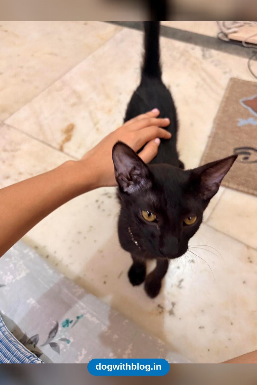 Maya, a 3-Month-Old Kitten Looking for a Home — Delhi NCR