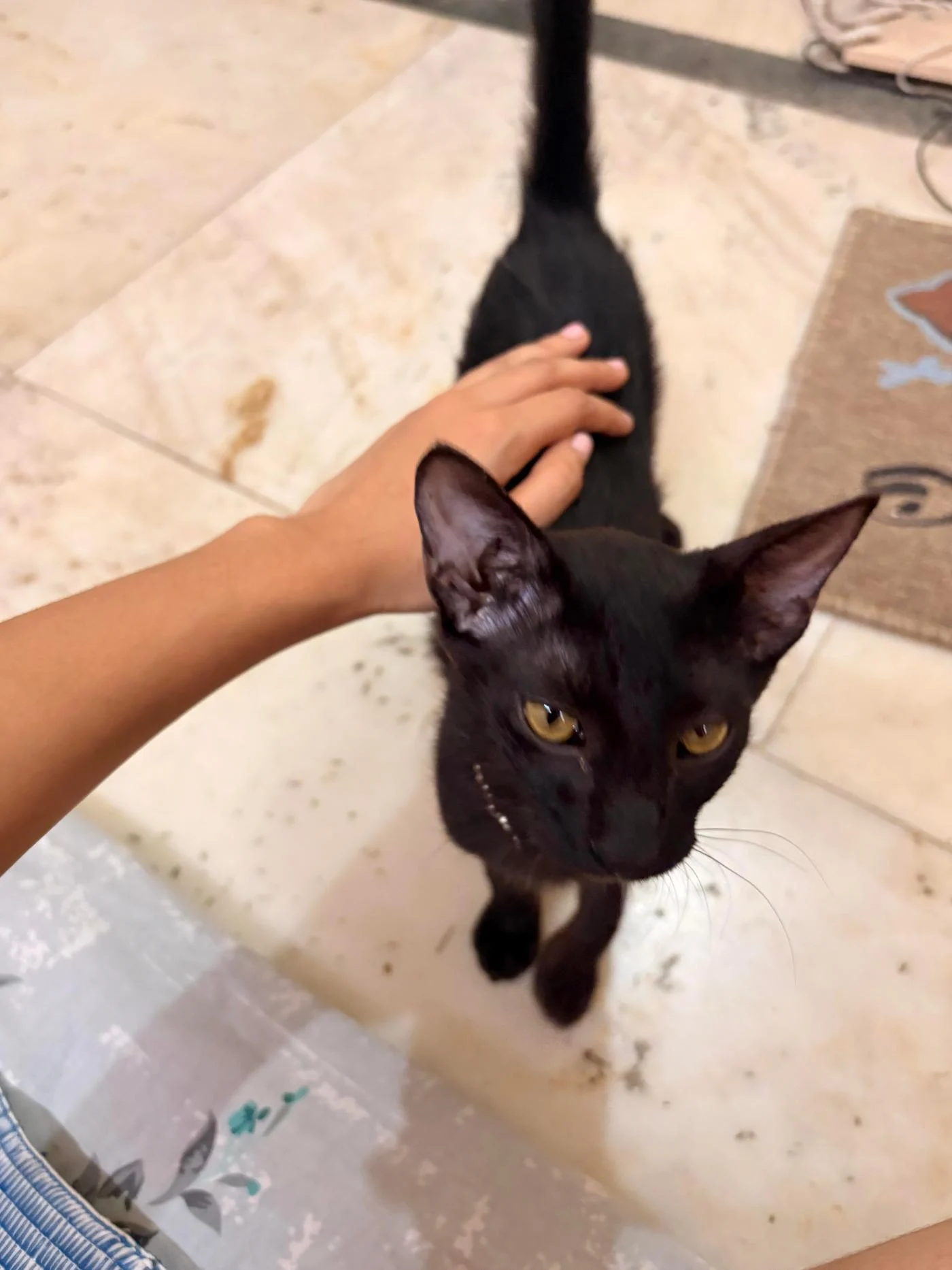 Maya, a 3-Month-Old Kitten Looking for a Home — Delhi NCR