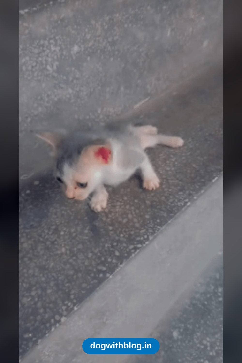 A Newborn Kitten Unable to Use Her Back Legs Needs an Urgent Foster β Delhi NCR