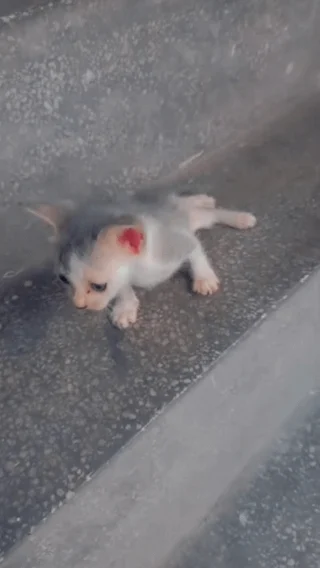 A newborn kitten lying on a step, unable to use her back legs, in Laxmi Nagar, Delhi.