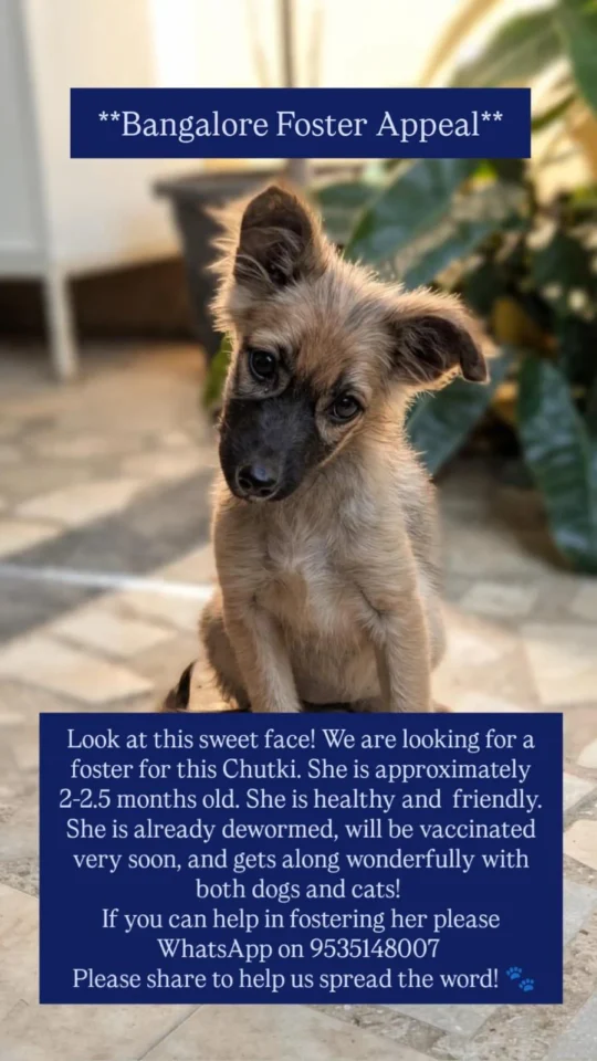 Pulled Off the Highway, This Puppy Now Needs a Foster