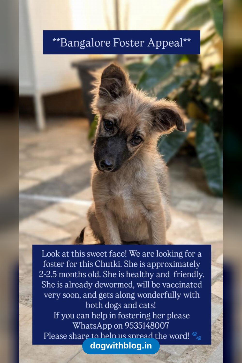 Pulled Off the Highway, This Puppy Now Needs a Foster — Bengaluru