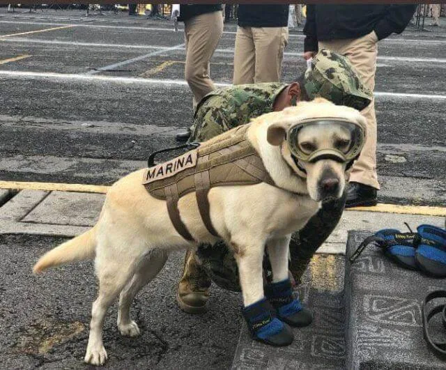 Mexico earthquake rescue dog