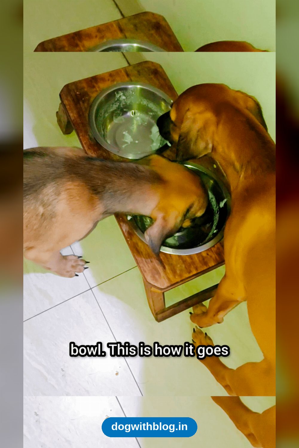Bholu and Soni — A Bonded Pair of Indie Puppies Need a Home — Delhi NCR