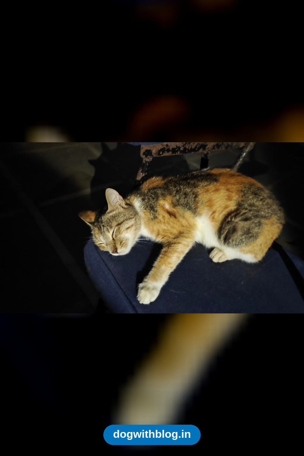 An Injured Stray Cat Needs a Home in Mira Road — Mumbai