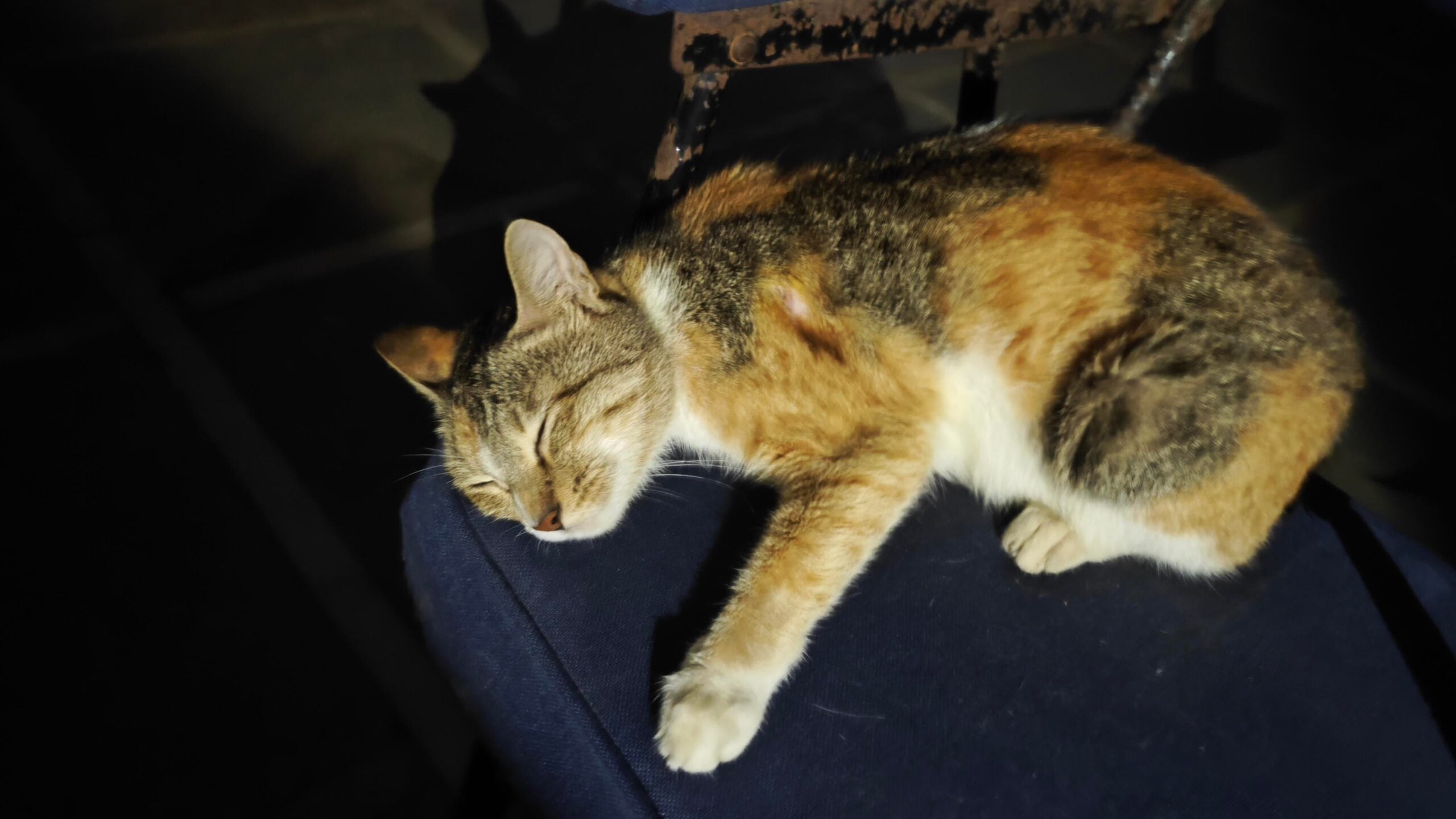 A calico cat sleeping curled up on a dark cushion, with a healed wound visible on her side