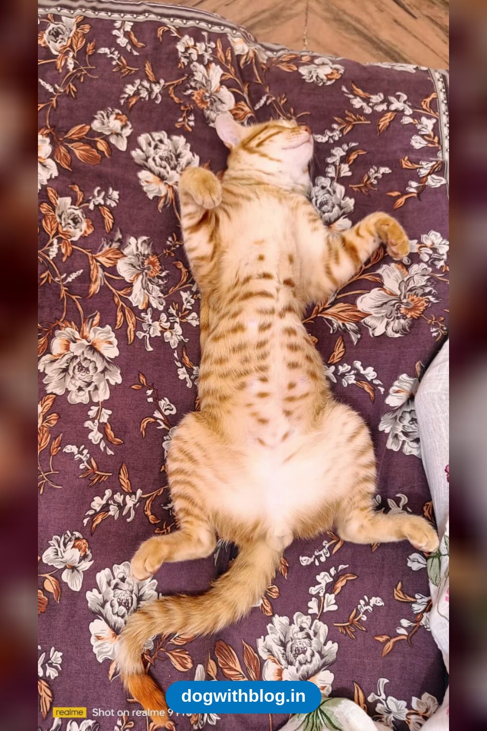 His New Family Skipped the Vet Visit. Now He Has a Week to Find Another One — Delhi NCR