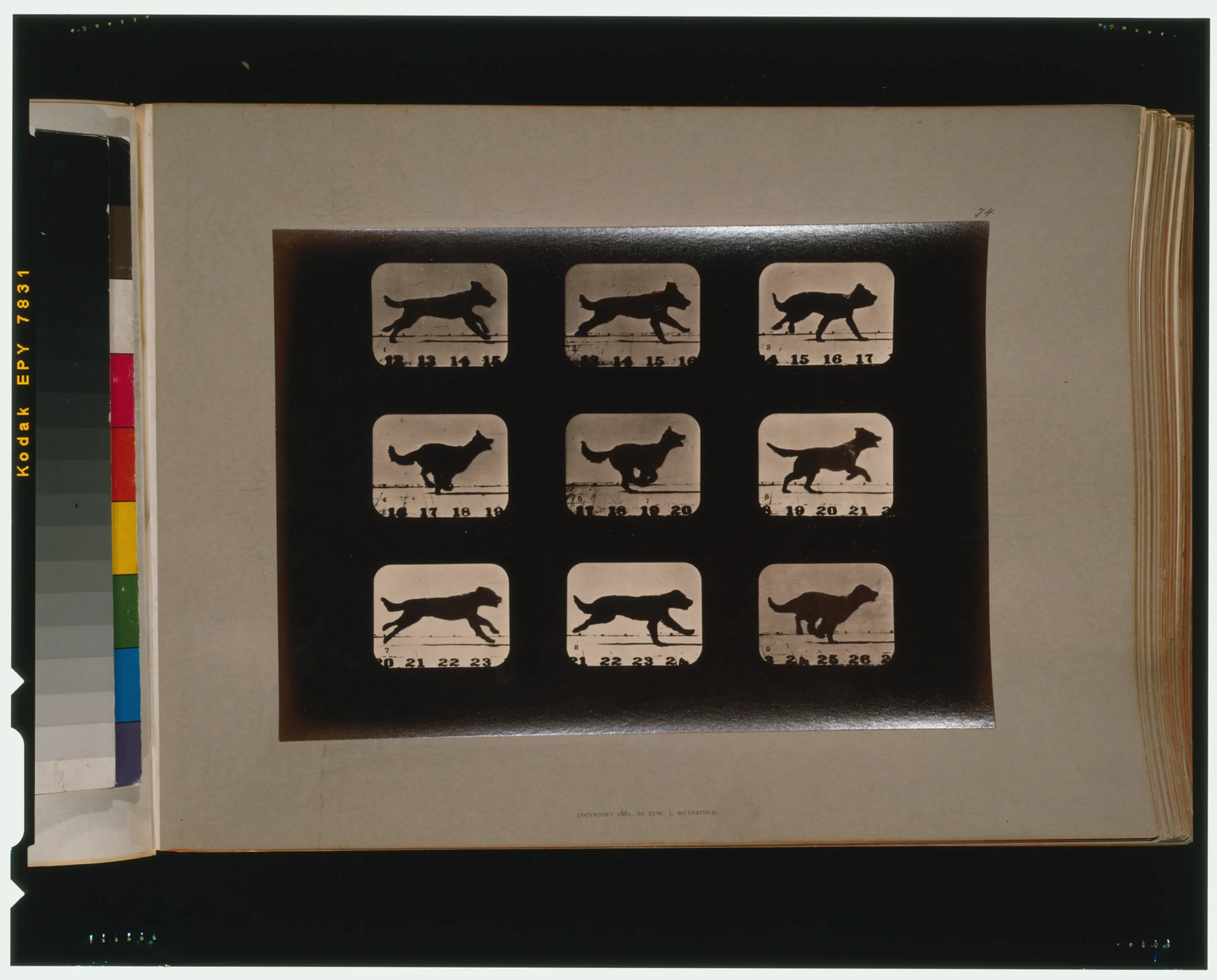 Eadweard Muybridge's 19th-century photograph of a dog running, evoking Bob Dylan's line 'if dogs run free'