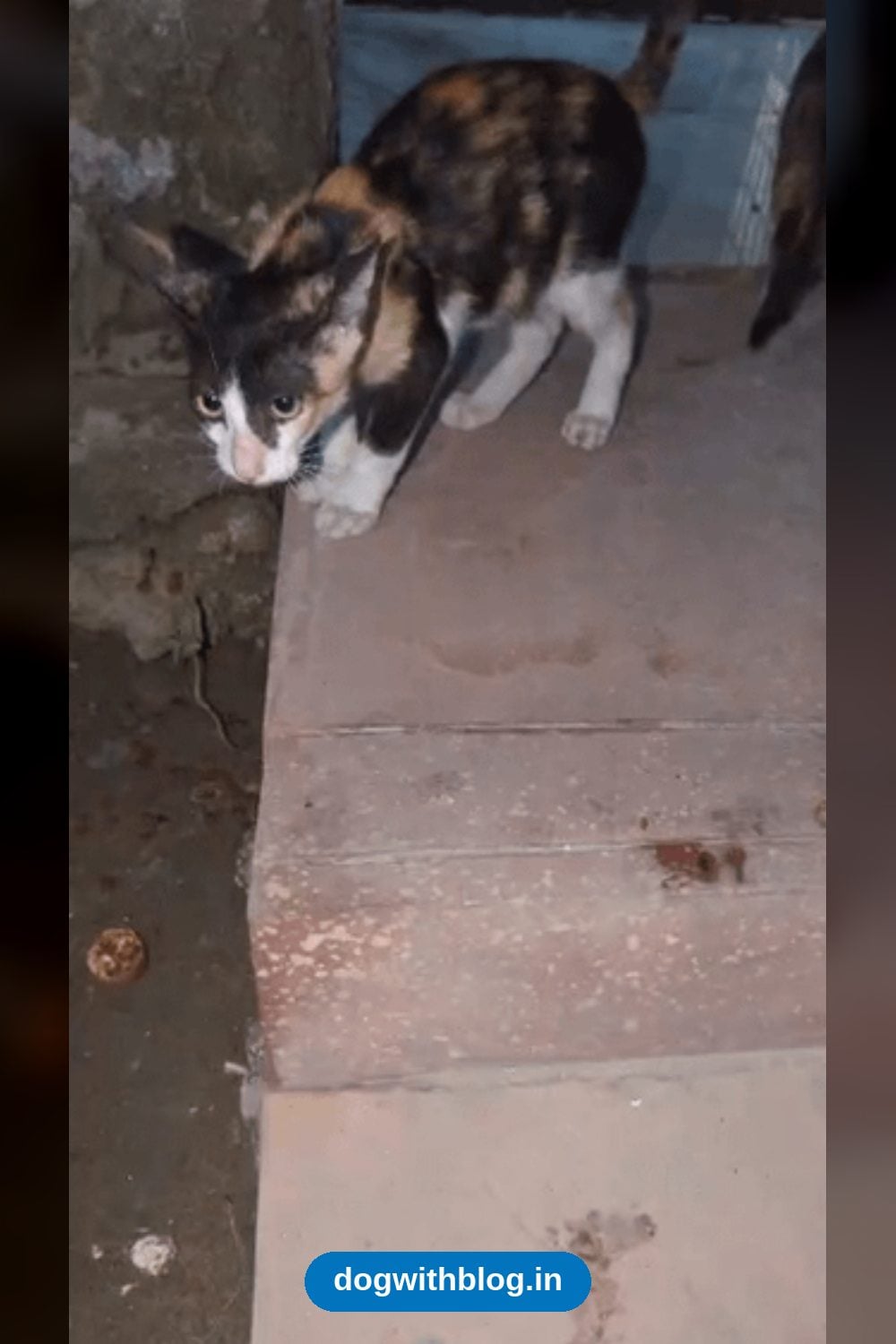 A Friend Rescued These Indie Kittens Near Her Home and They Need a Foster or Forever Home — Delhi NCR