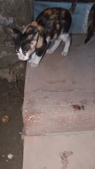 A dark calico kitten standing on concrete outdoor steps at night, with a second kitten partly visible behind it.