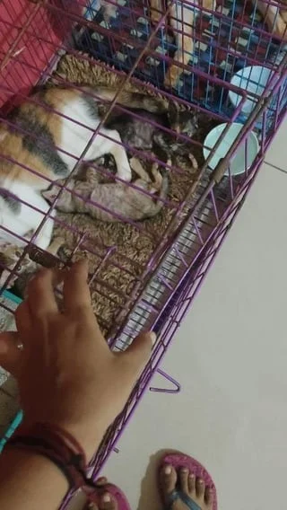 A calico kitten and a grey tabby kitten sitting together inside a wire cage.