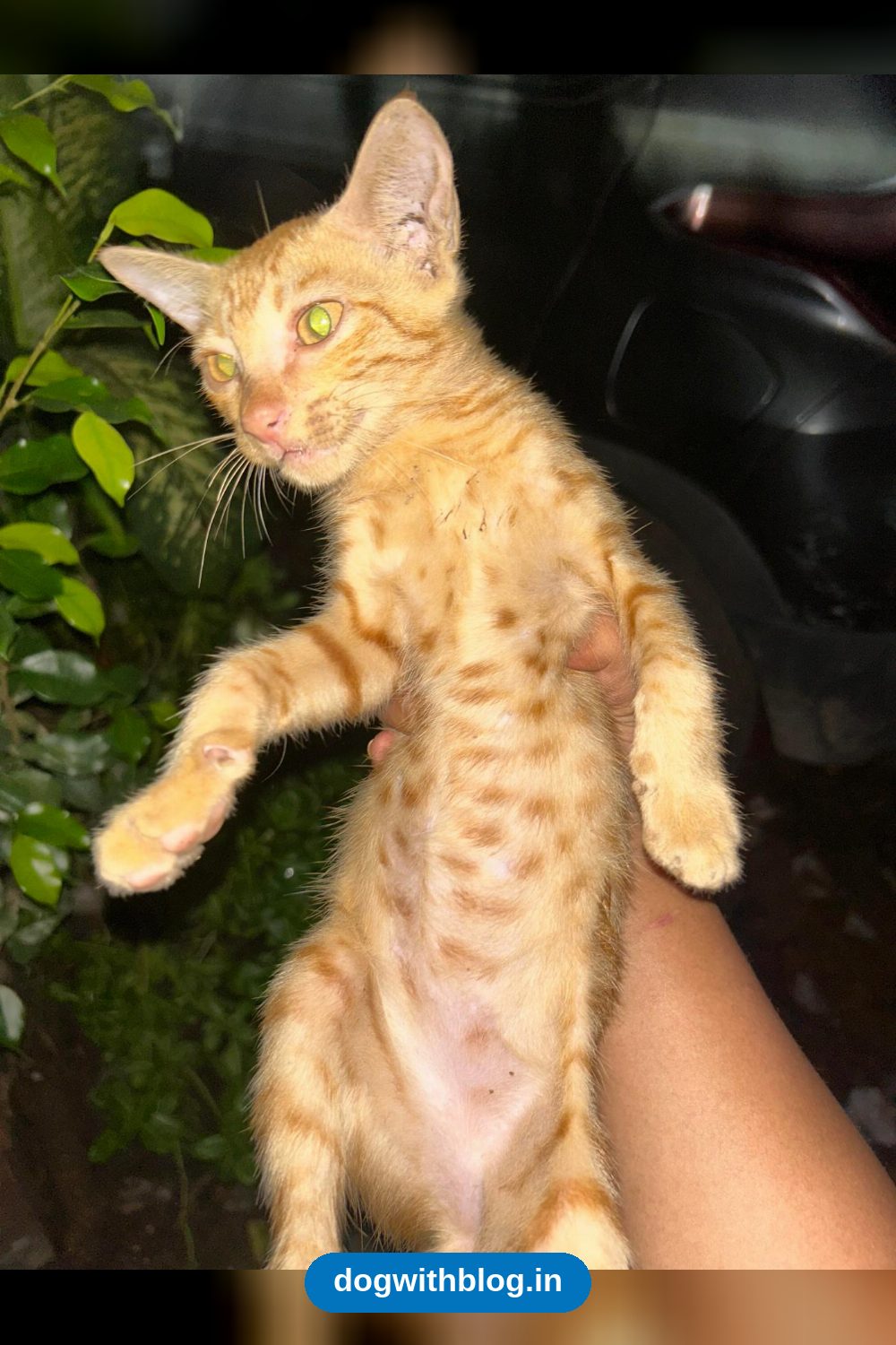 A Two-Month-Old Kitten, Alone on the Streets After His Mother Left, Needs a Foster or Forever Home — Delhi NCR