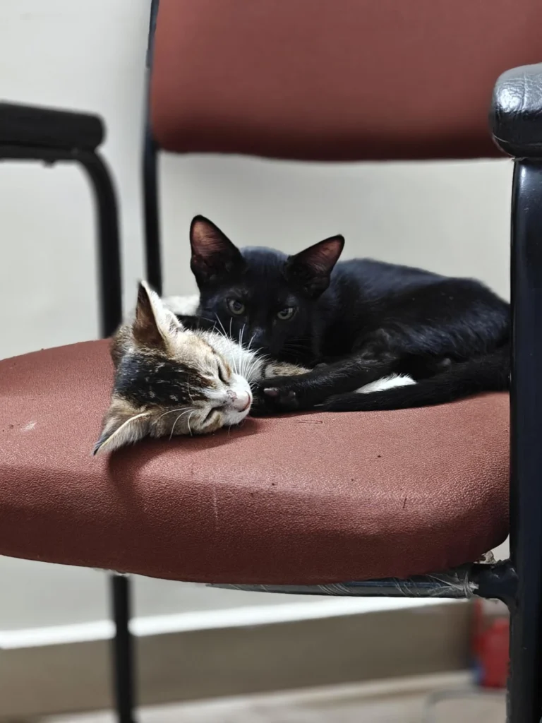 Looking for his loving home - pet for adoption in Delhi NCR