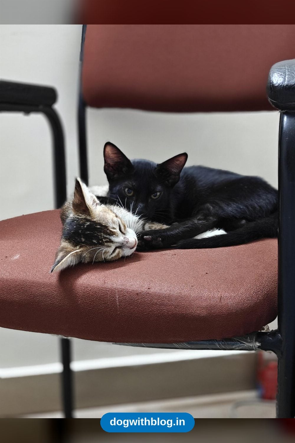 Pablo, a Black Kitten, Needs His Forever Home — Delhi NCR
