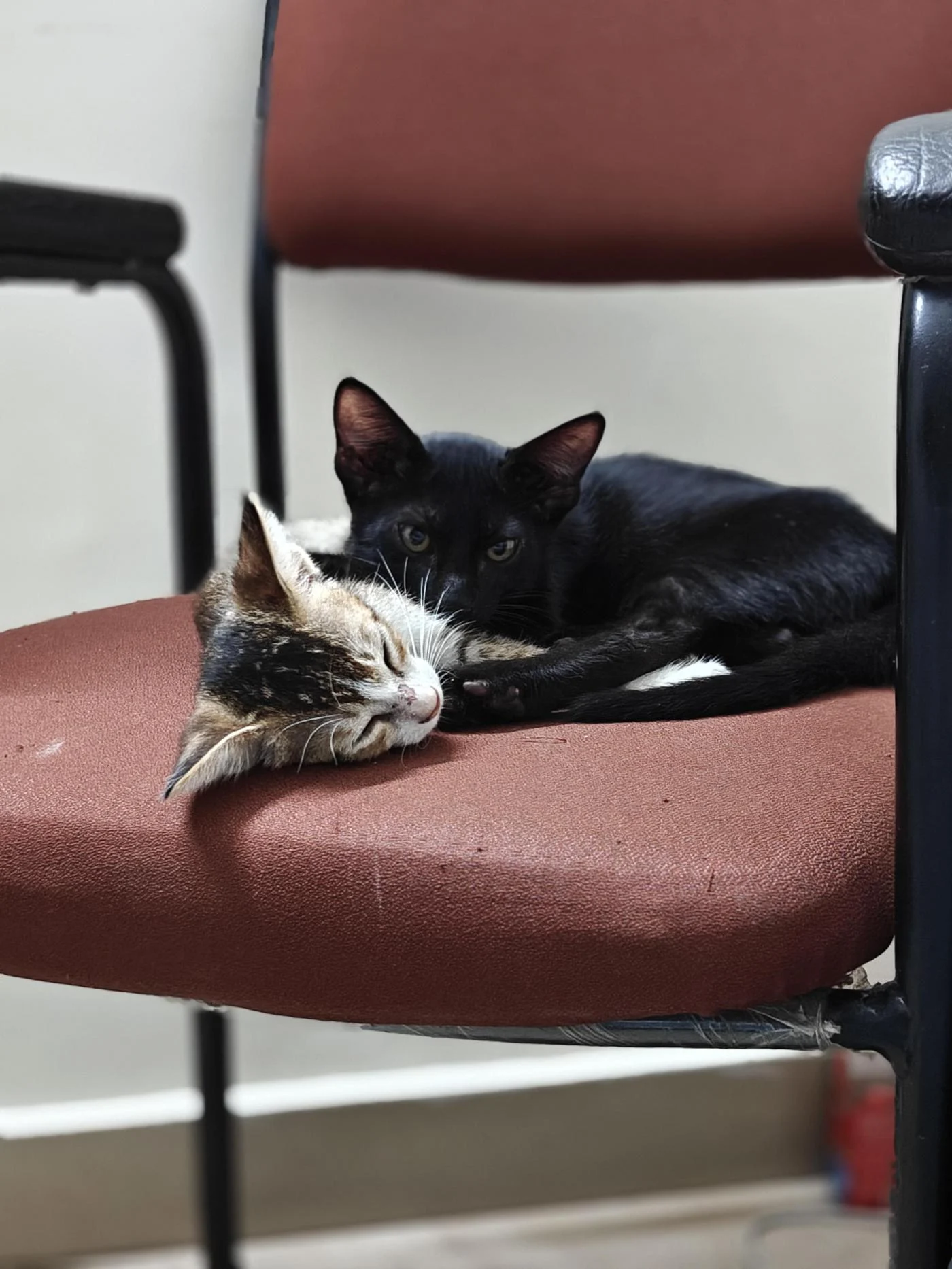 Pablo, a Black Kitten, Needs His Forever Home in Delhi NCR