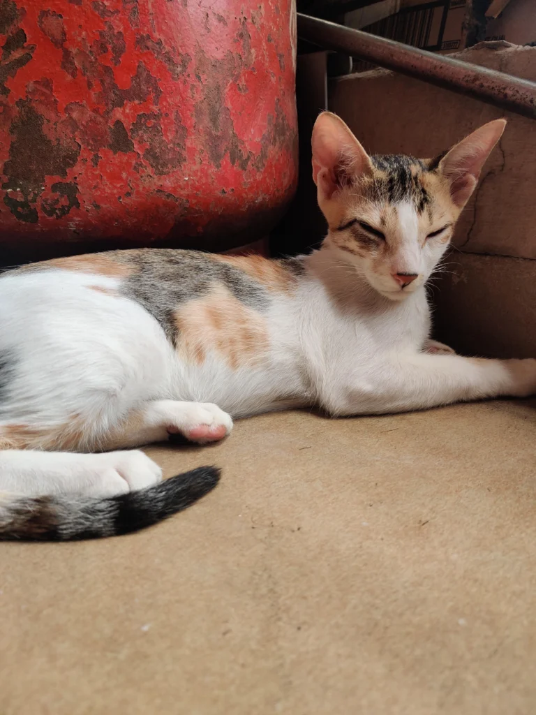 Six Four-Month-Old Kittens From One Litter Need Homes, adoptable cat in Mumbai