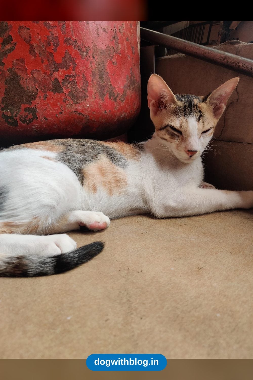 Six Four-Month-Old Kittens From One Litter Need Homes — Mumbai