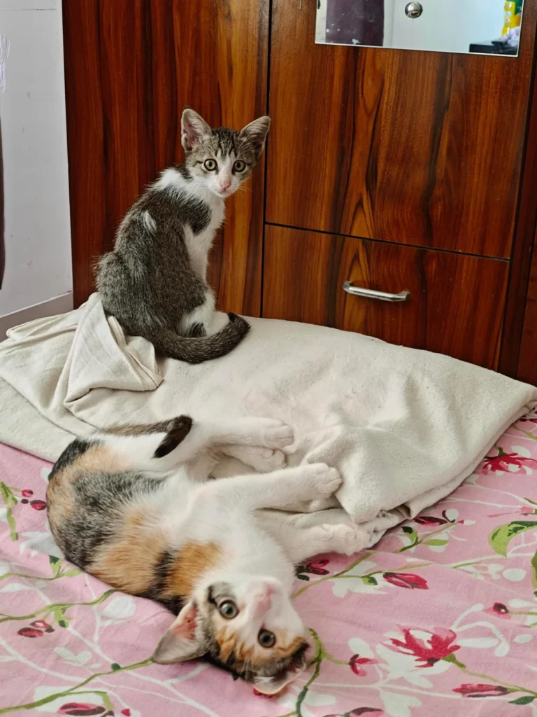 A grey kitten sits on a folded blanket indoors, with a second kitten's tail visible beside it.