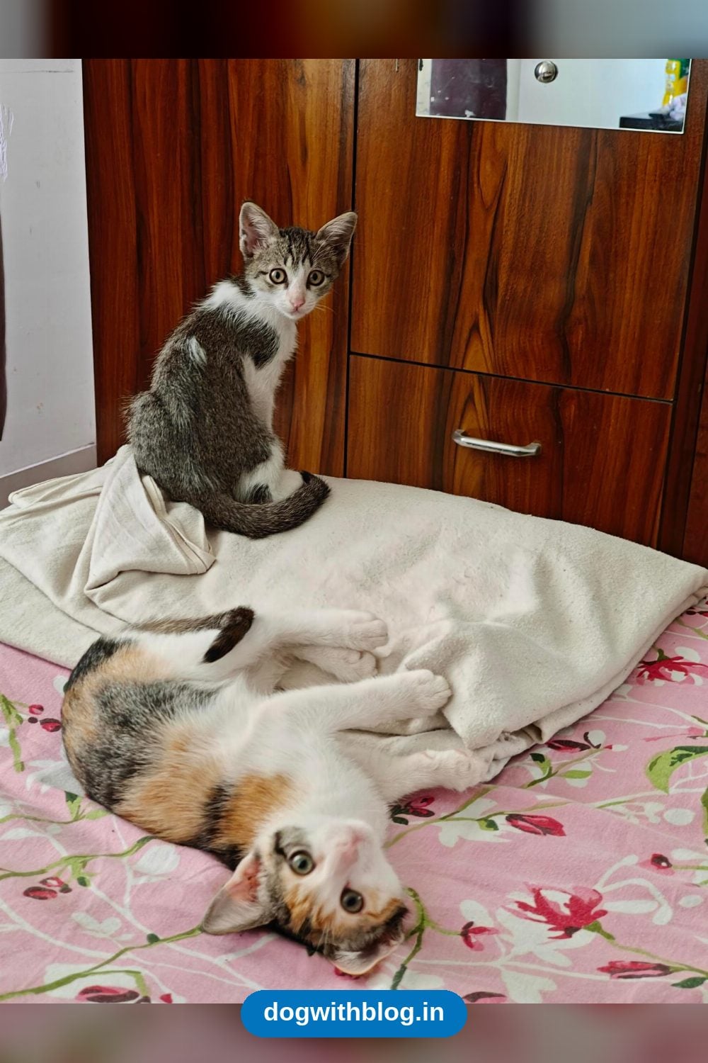 Cutie and Tiny, Two Rescued Kittens, Need Loving Homes — Pune