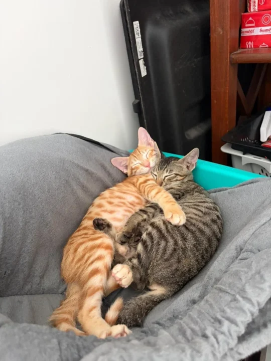 Betty and Archie, Whose First Adoption Fell Through, adoptable cat in Mumbai