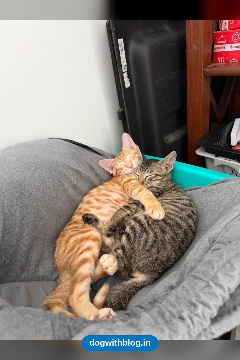 Betty and Archie, Whose First Adoption Fell Through — Mumbai