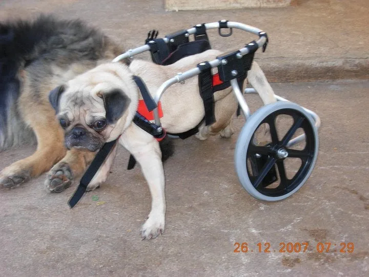 Pug Rest in peace