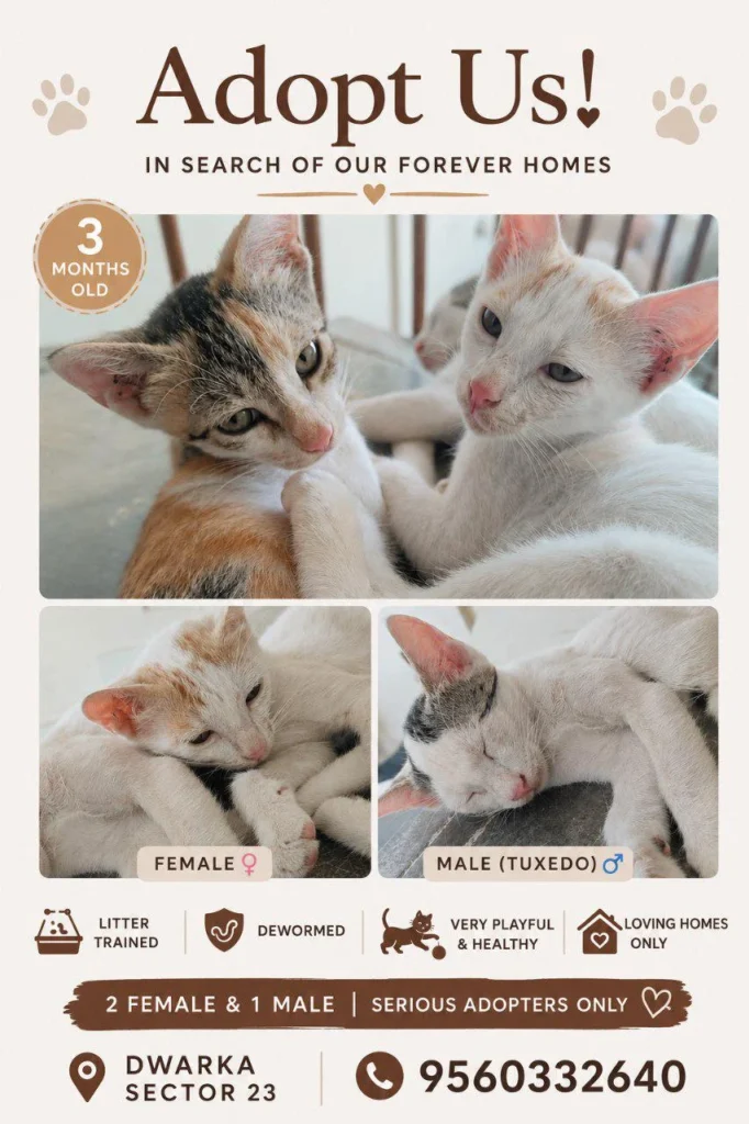 A poster showing three kittens up for adoption in Dwarka Sector 23 — a calico kitten and a white kitten curled up together, with close-up photos of a female kitten and a tuxedo-marked male kitten