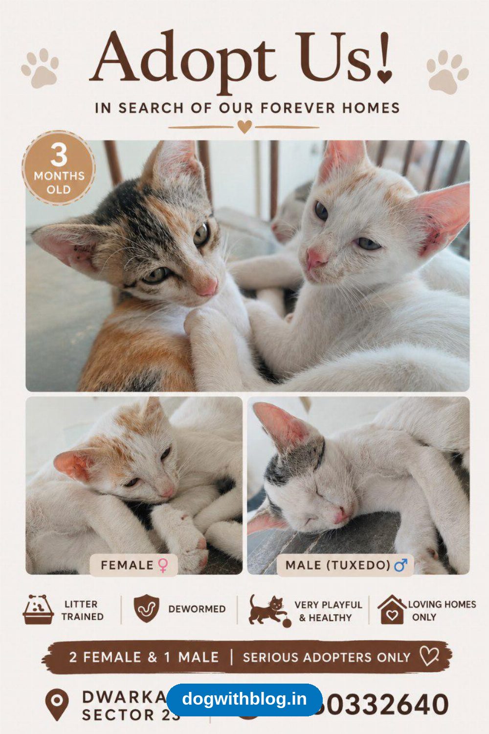 Three Kittens Ready for Adoption in Dwarka Sector 23 — Delhi NCR