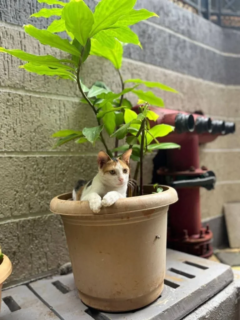 Cookie, a calico cat, sitting inside an outdoor potted plant near a fire hydrant, in a photo taken before she went missing.