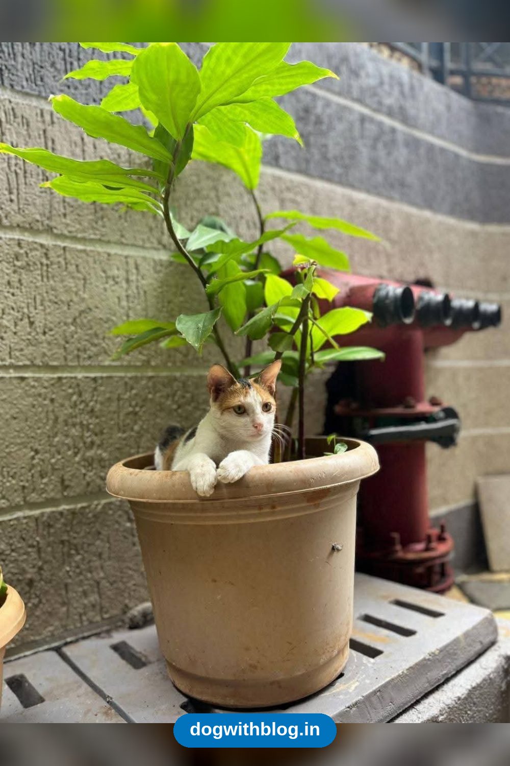 Lost Cat — Cookie, Missing From Chincholi Bunder Since 5 September — Mumbai