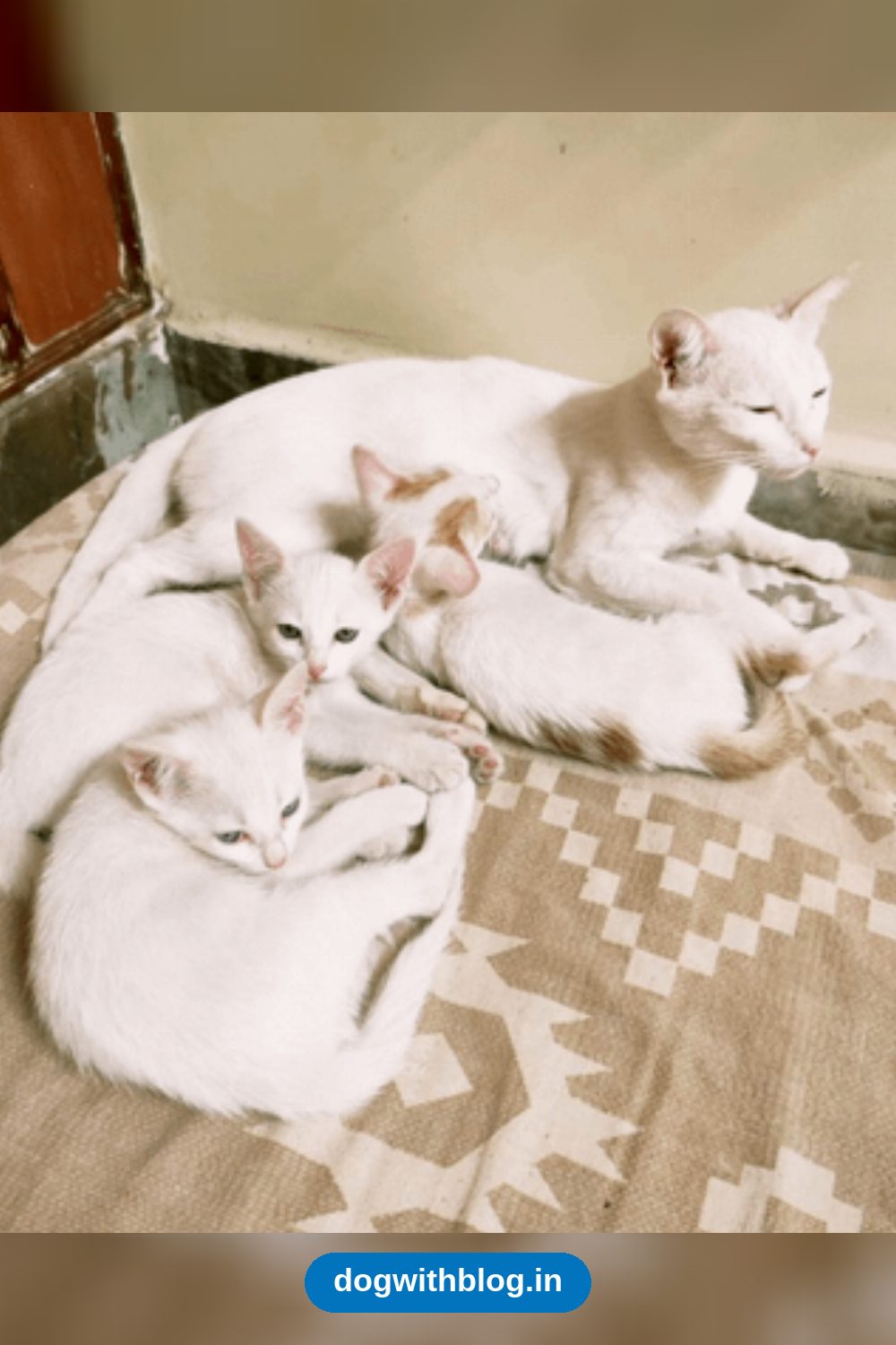 Flake and Flora, Two Rescued Kittens, Need a Cat-Proofed Home — Bengaluru