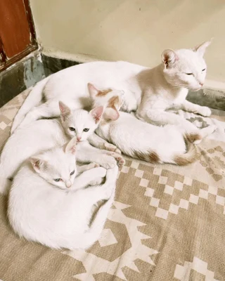 Flake and Flora, Two Rescued Kittens, Need a Cat-Proofed Home — Bengaluru