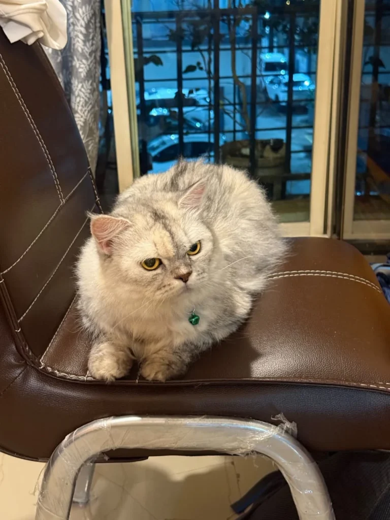 A fluffy grey-and-cream Persian cat with a green collar tag sitting on a brown leather chair by a window.