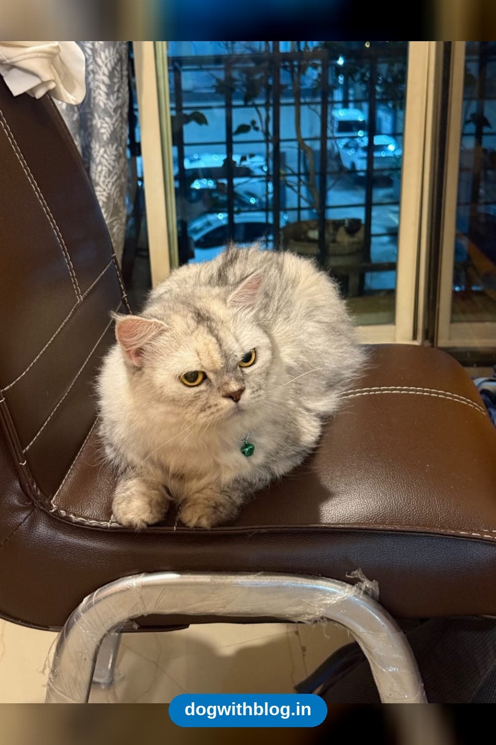 Cleo, a Nine-Month-Old Persian Cat, Needs a Miracle Before She Ends Up on the Street — Mumbai