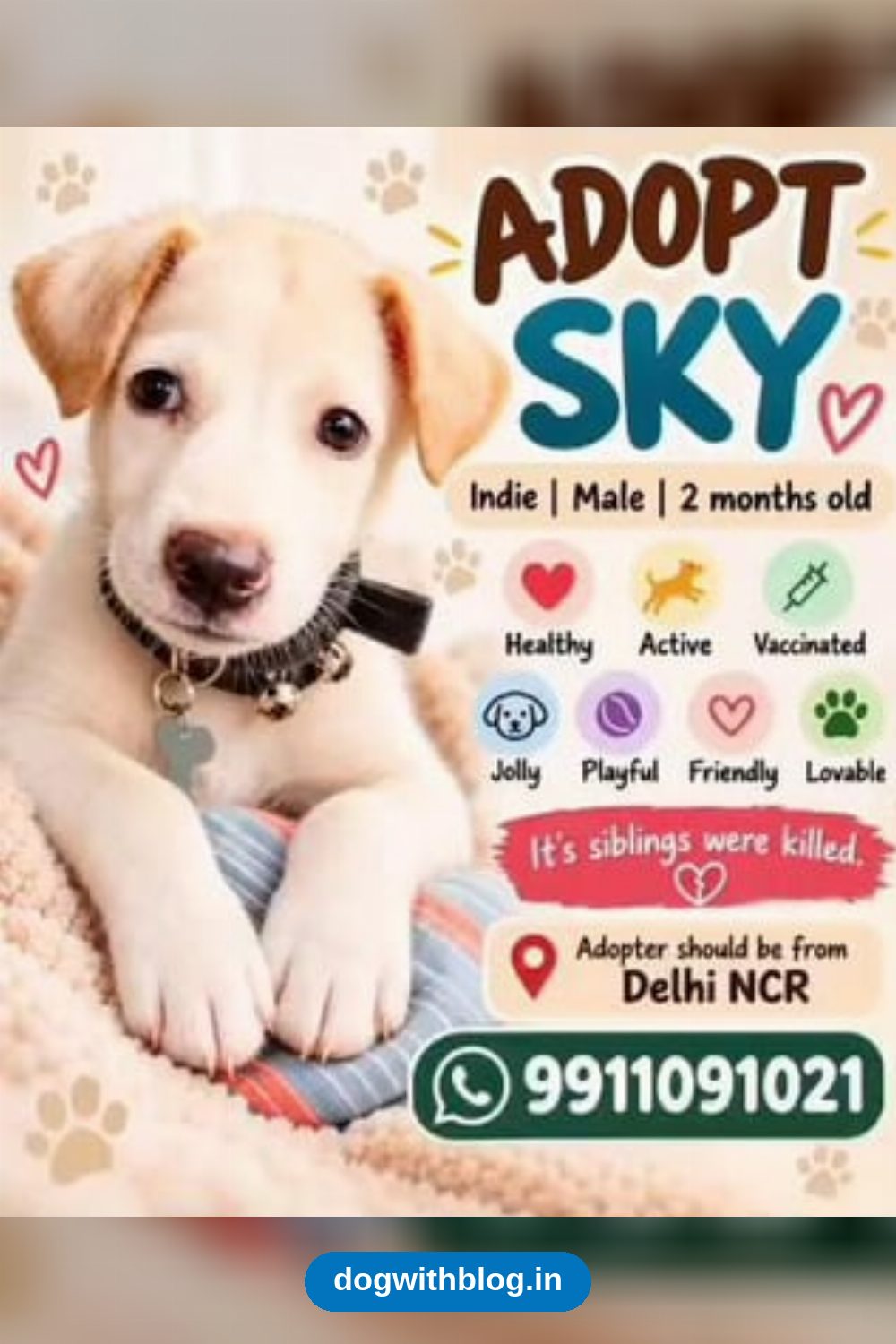 Sky, a Vaccinated 2-Month-Old Indie Boy, Needs a Home — Delhi NCR