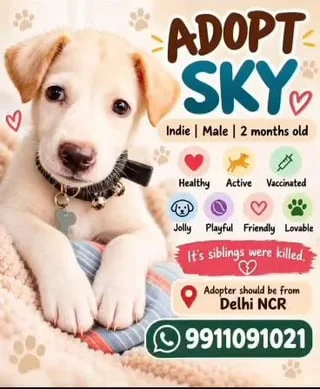 Adoption poster for Sky, a cream indie puppy with a dark collar resting his paws on a blanket, with his age and WhatsApp number