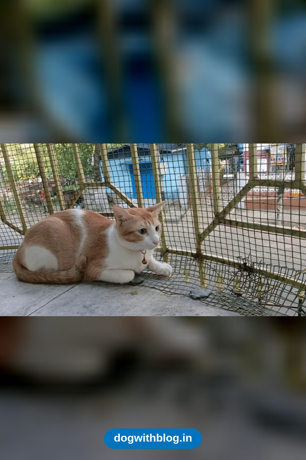 This Cat Needs a Temporary Foster Home for 1 to 2 Years, Not a New Owner — Kolkata