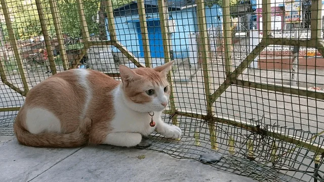 A one-year-old spayed indoor cat in Kolkata whose owner needs a temporary foster home