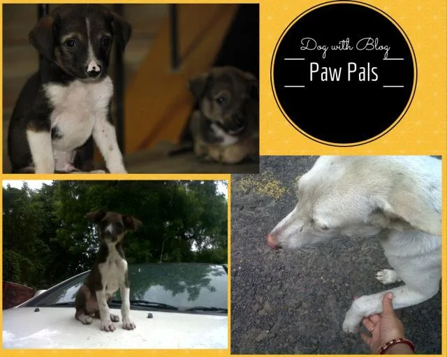 Silent companions Dogs