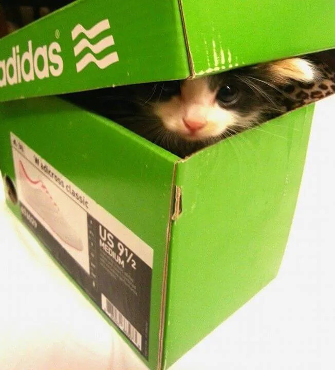 cat in the green shoe box, magic in the mundane