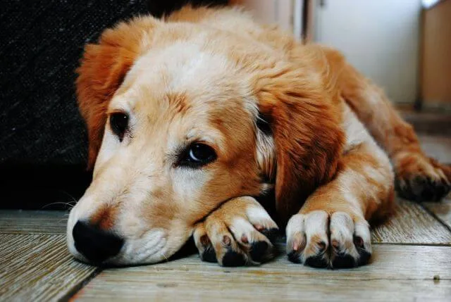 choose the right Pet Boarding for your dog