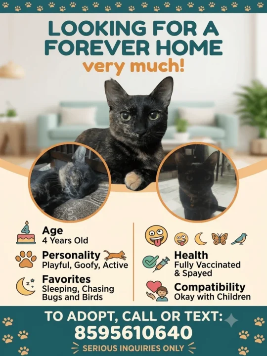 This 4-Year-Old Cat Needs a New Home After a Difficult Family Situation, adoptable cat in Delhi NCR