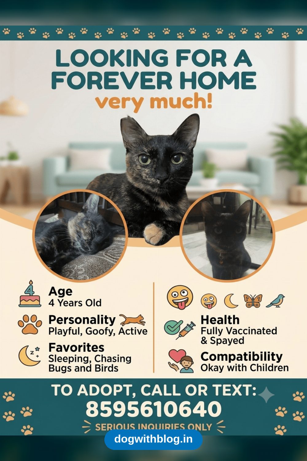 This 4-Year-Old Cat Needs a New Home After a Difficult Family Situation — Delhi NCR