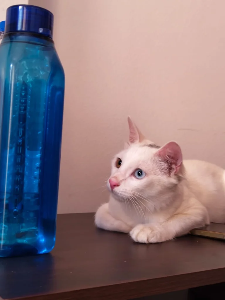 White kitten with one blue eye and one green eye, sitting on a table beside a water bottle, up for adoption in Pune.