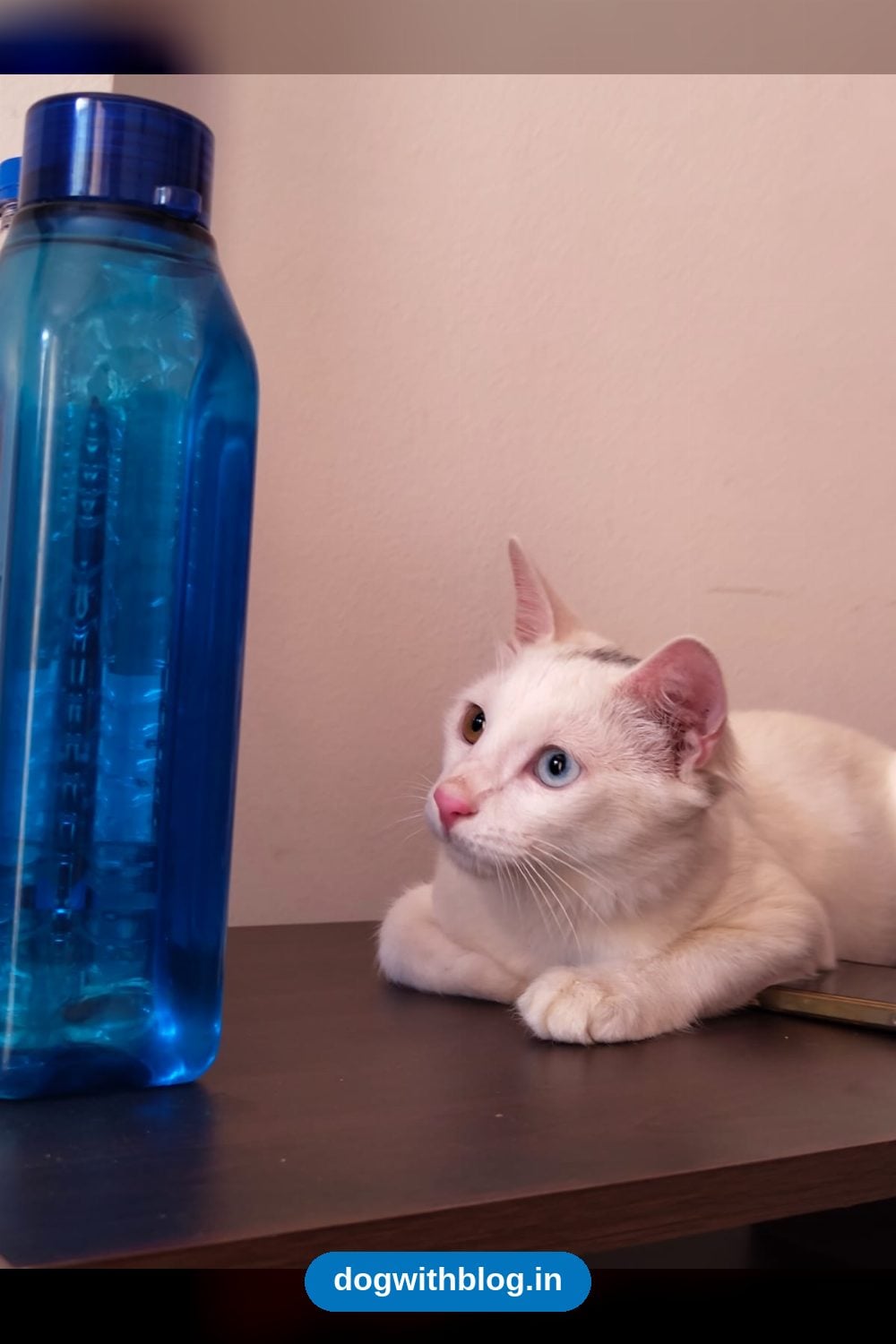 Toshi, a Five-Month-Old Male Kitten Rescued From the Street, Needs a Home — Pune
