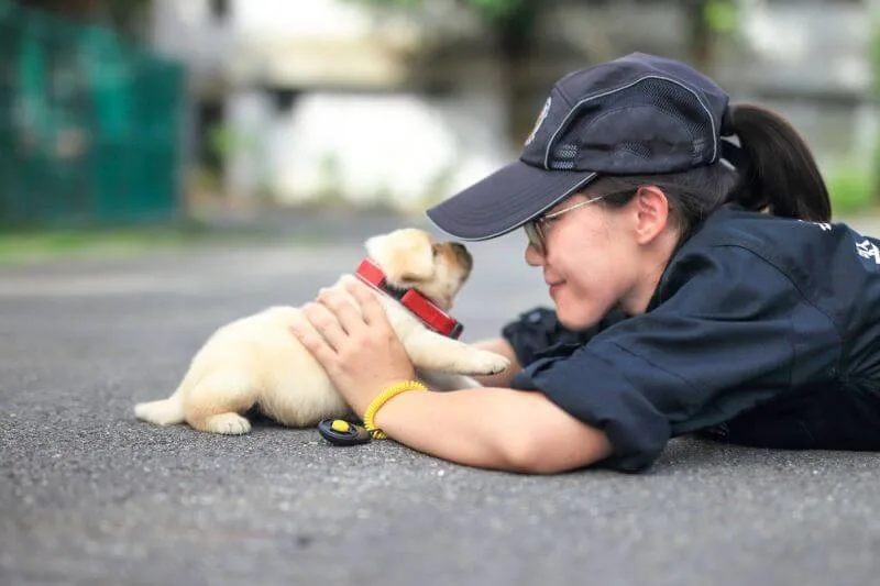 Taiwan police puppies