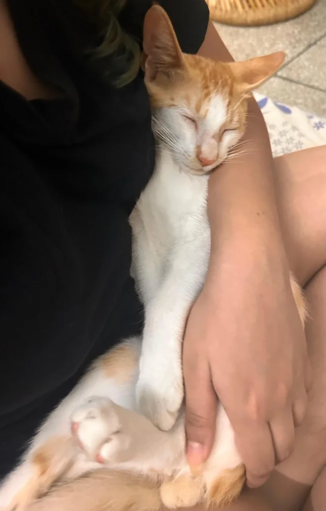 An orange-and-white kitten asleep, cradled in someone's arms