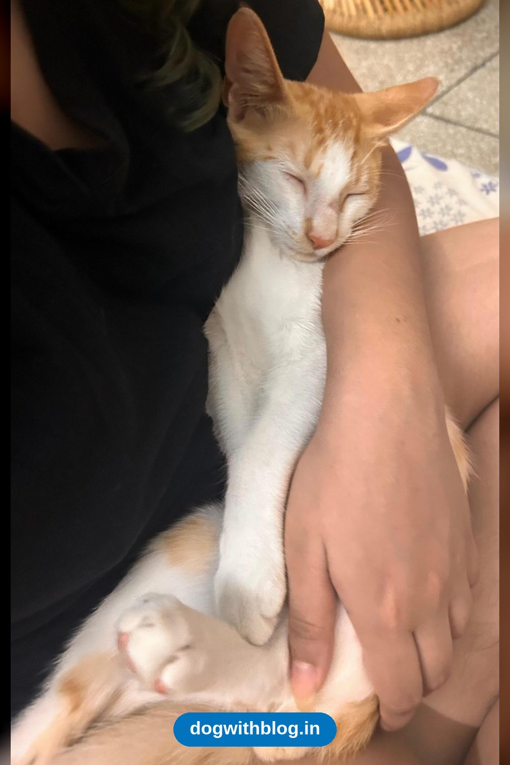 A Four-Month-Old Male Kitten Is Looking for a Home — Delhi NCR