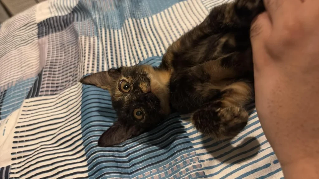 A one-month-old tortoiseshell kitten held in a rescuer's hand on a striped blanket — Delhi NCR